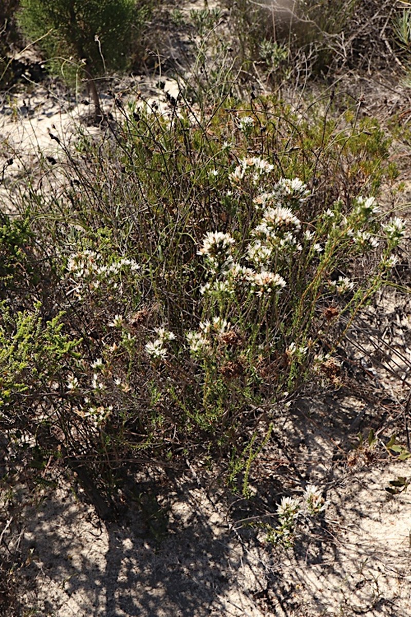 Andersonia heterophylla photo 2