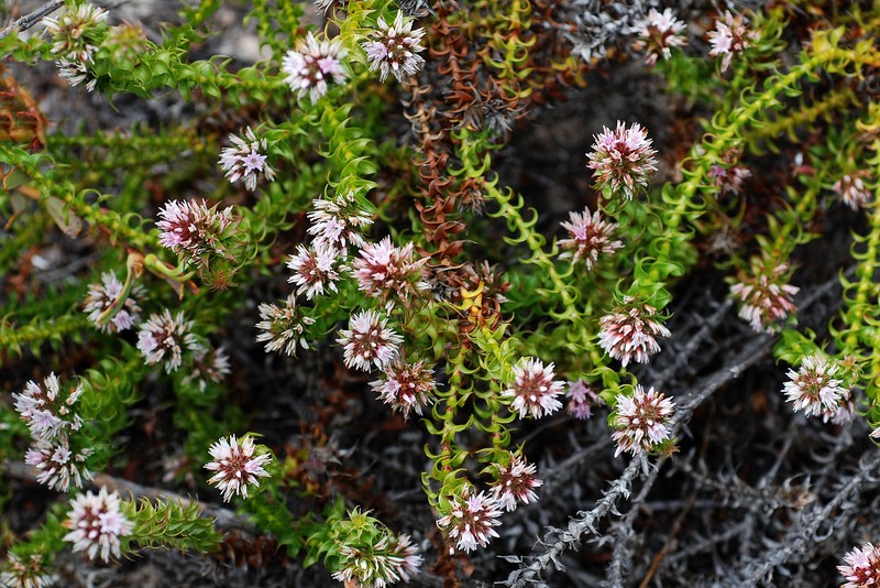 Andersonia involucrata