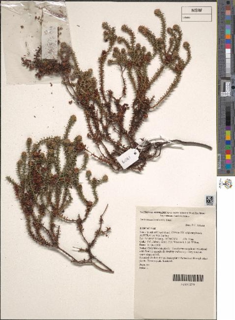 Andersonia involucrata photo 2