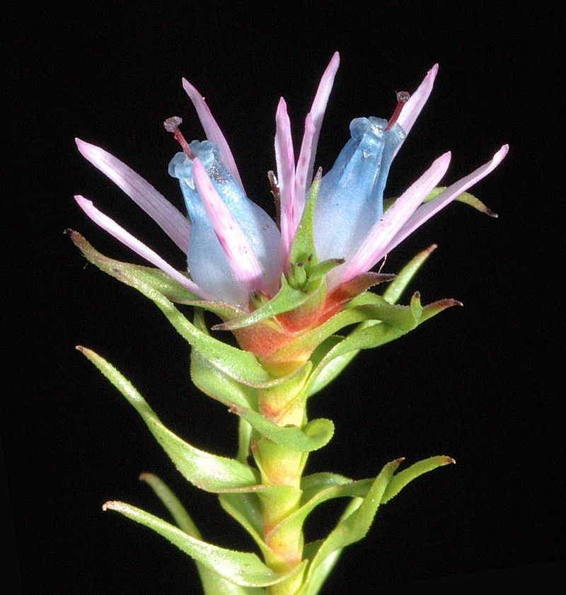 Andersonia lehmanniana