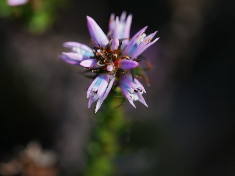 Andersonia lehmanniana subsp. lehmanniana