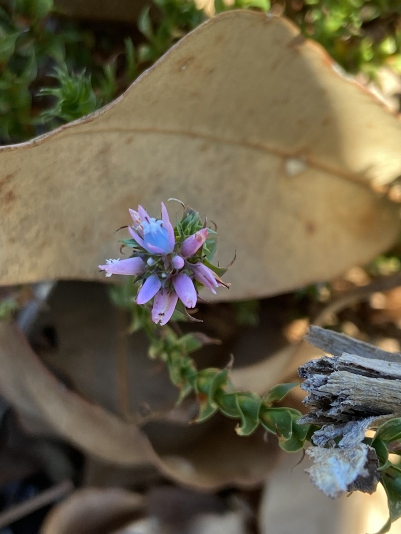 Andersonia lehmanniana subsp. lehmanniana photo 2
