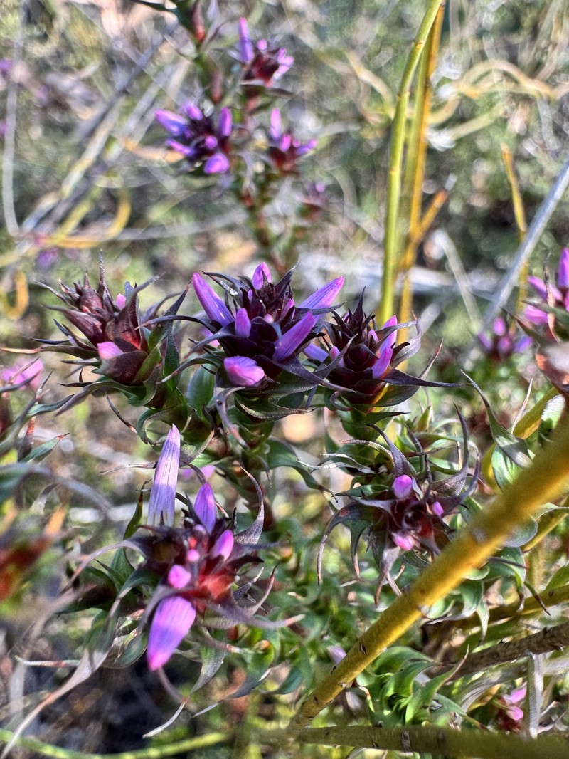 Andersonia lehmanniana subsp. lehmanniana photo 3