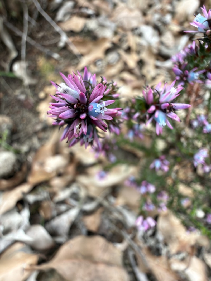 Andersonia lehmanniana subsp. lehmanniana photo 4