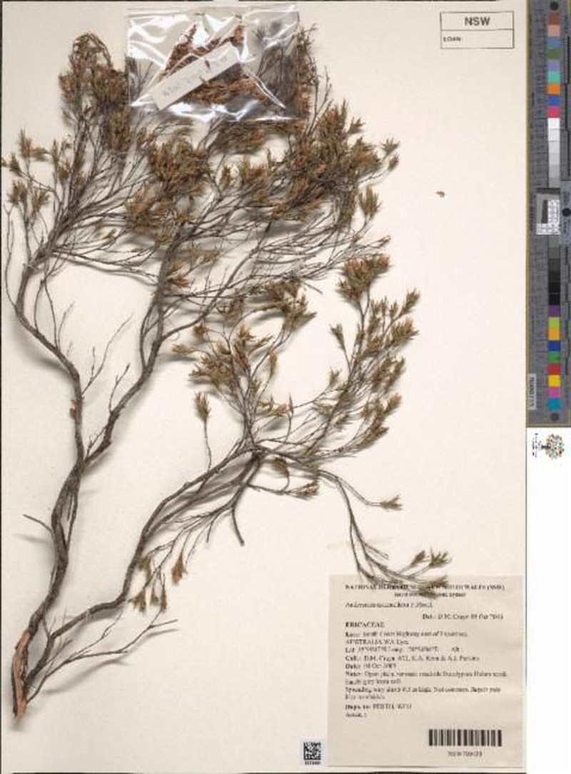 Andersonia macranthera