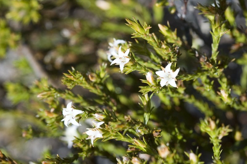 Andersonia micrantha