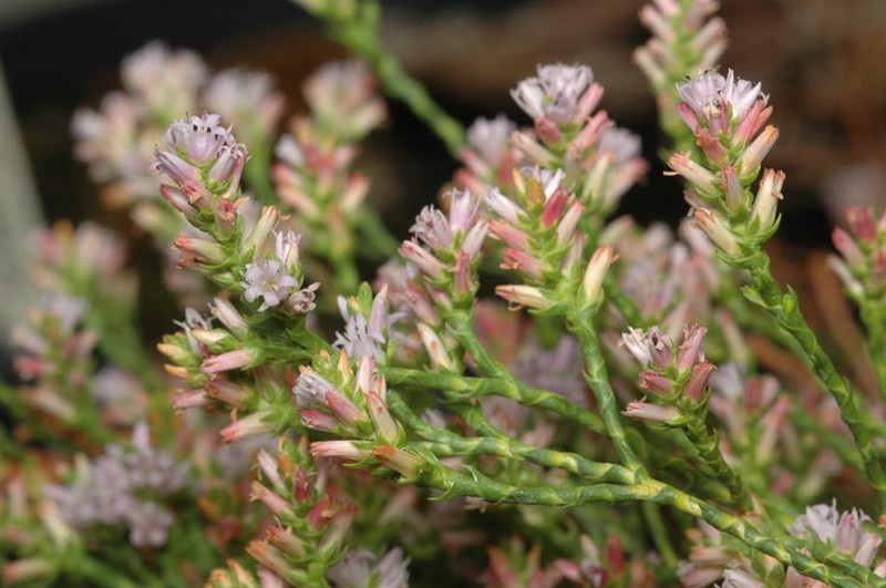 Andersonia parvifolia
