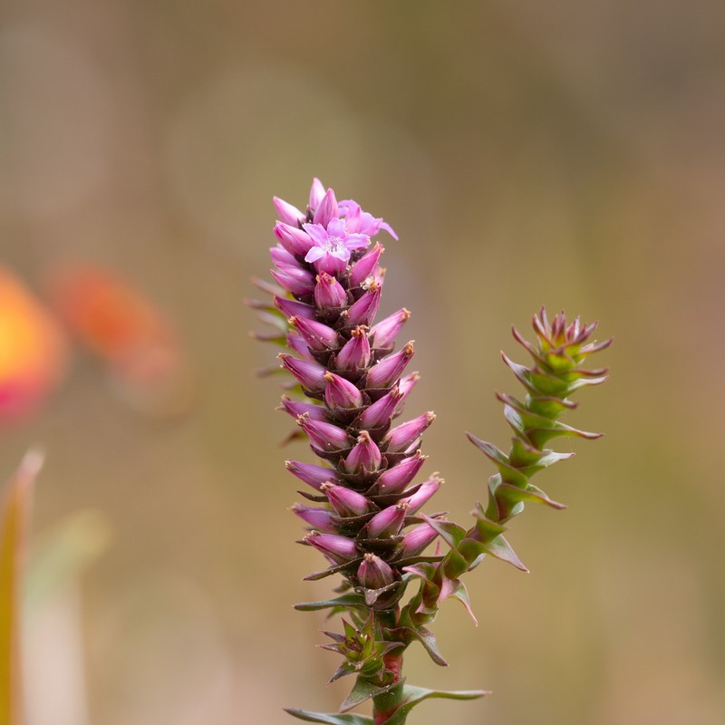 Andersonia simplex