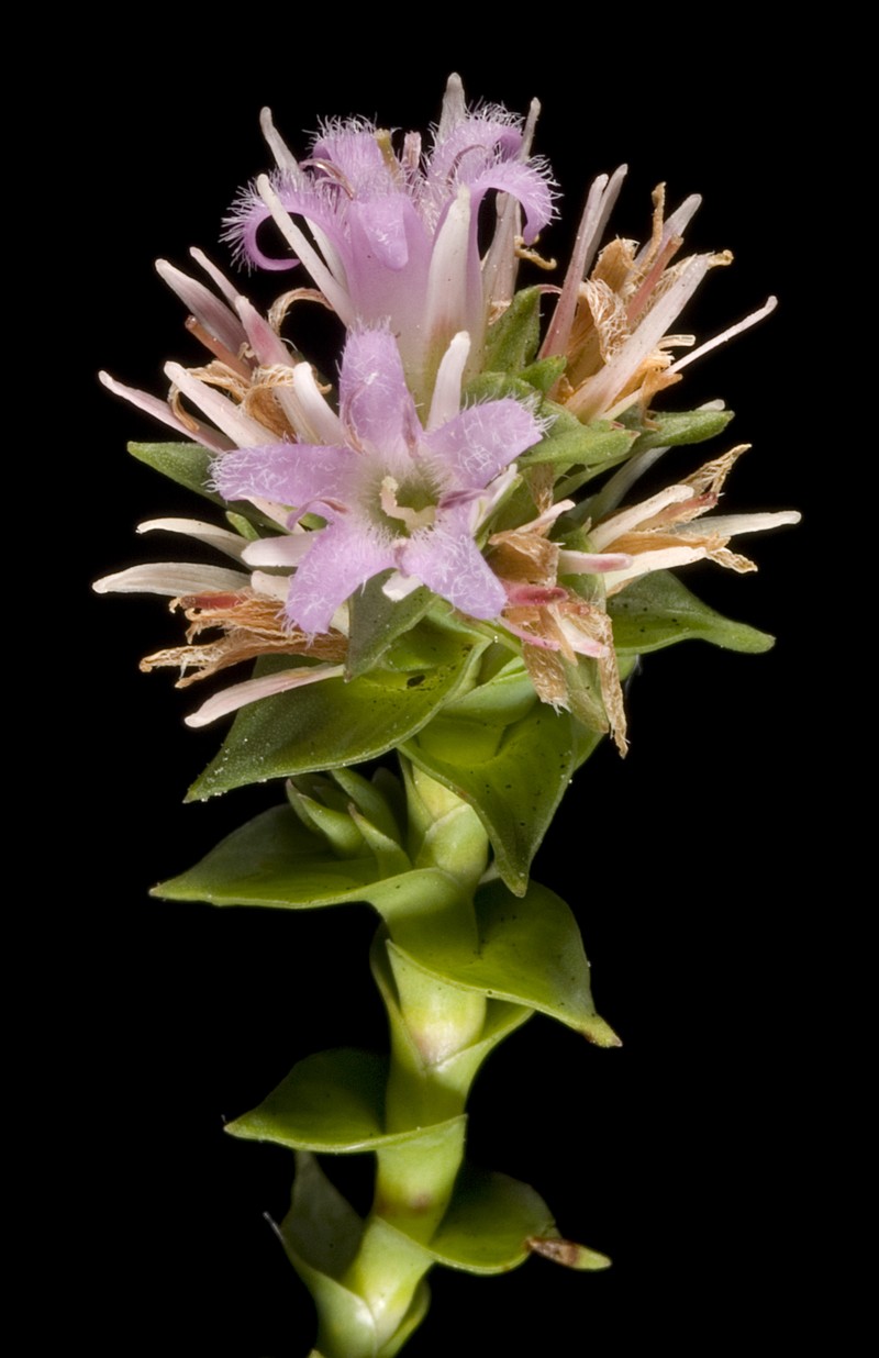 Andersonia sprengelioides