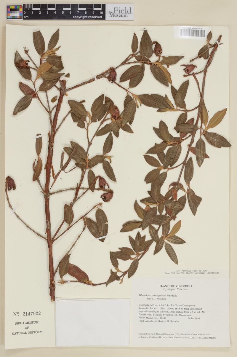 Andesanthus aristeguietae