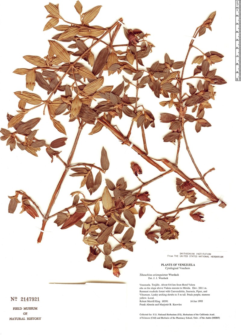 Andesanthus aristeguietae photo 2