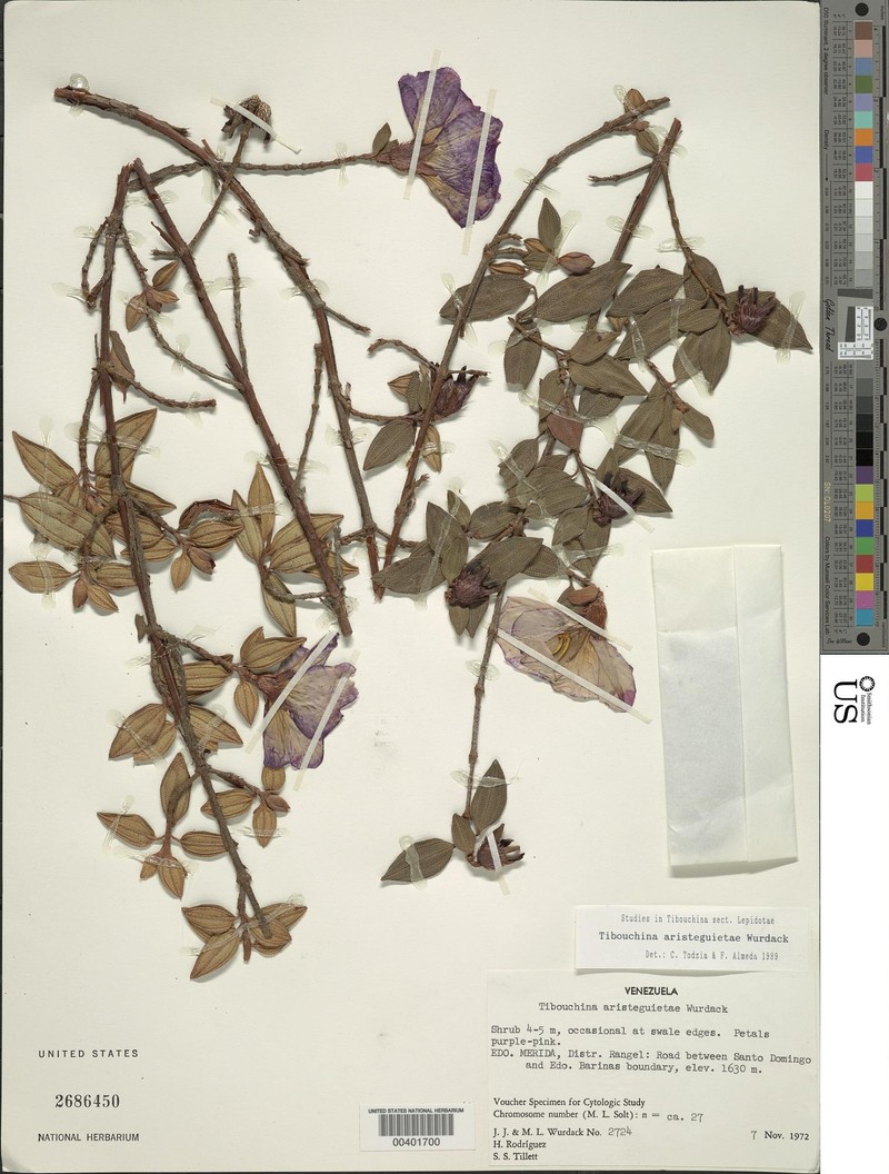 Andesanthus aristeguietae photo 3