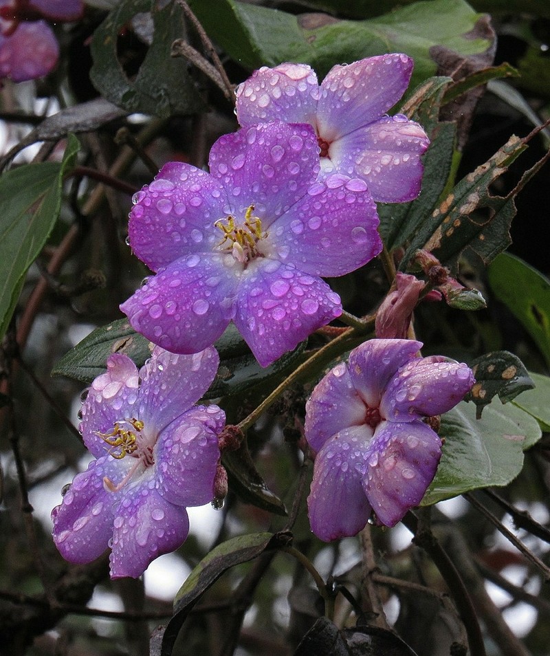 Andesanthus gleasonianus