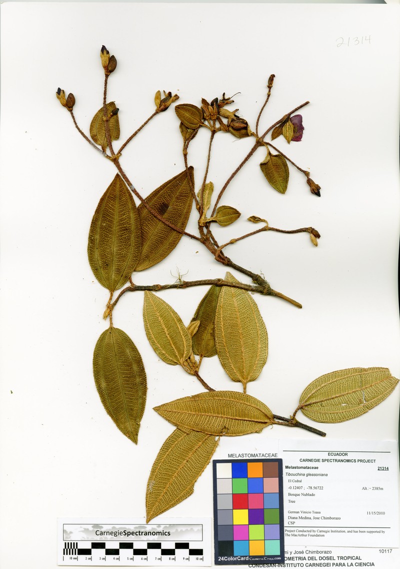 Andesanthus gleasonianus