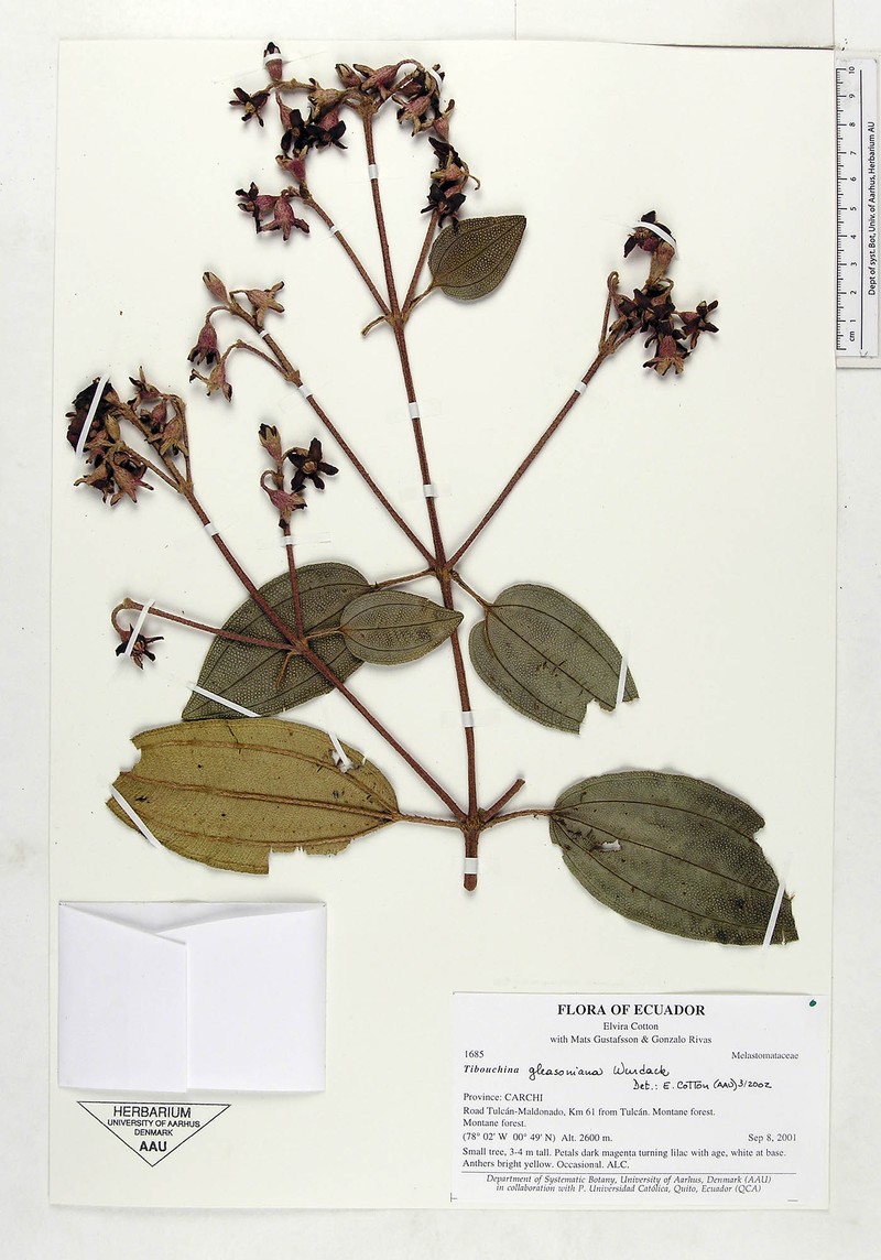 Andesanthus gleasonianus photo 2