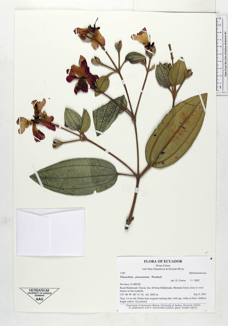 Andesanthus gleasonianus photo 3