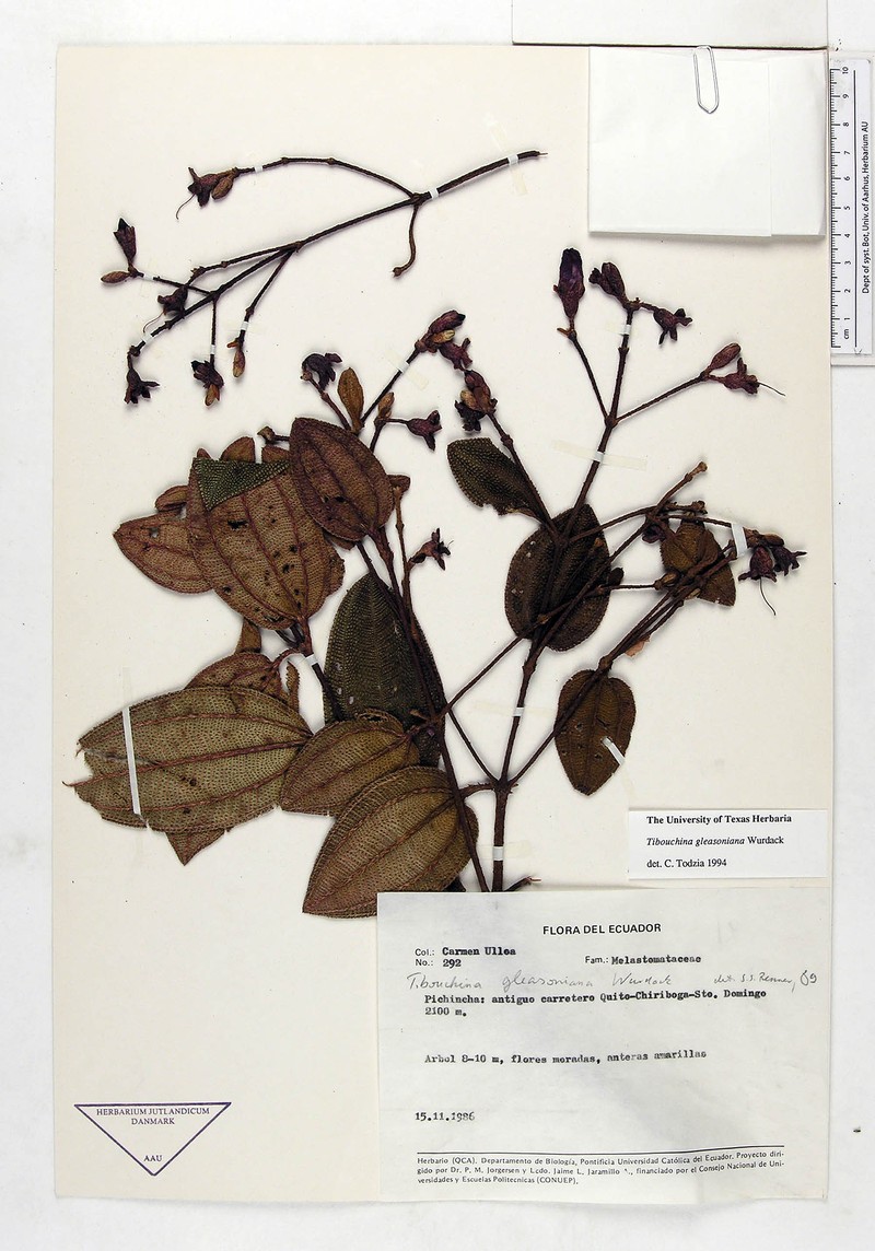 Andesanthus gleasonianus photo 4