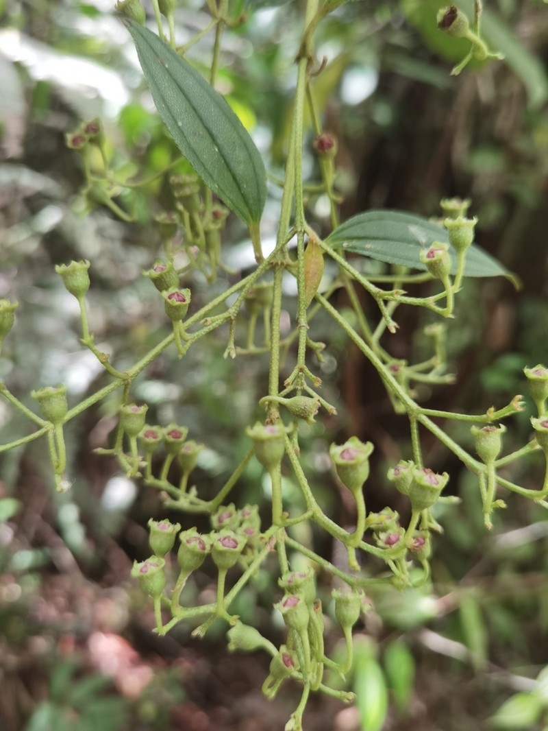 Andesanthus inopinatus