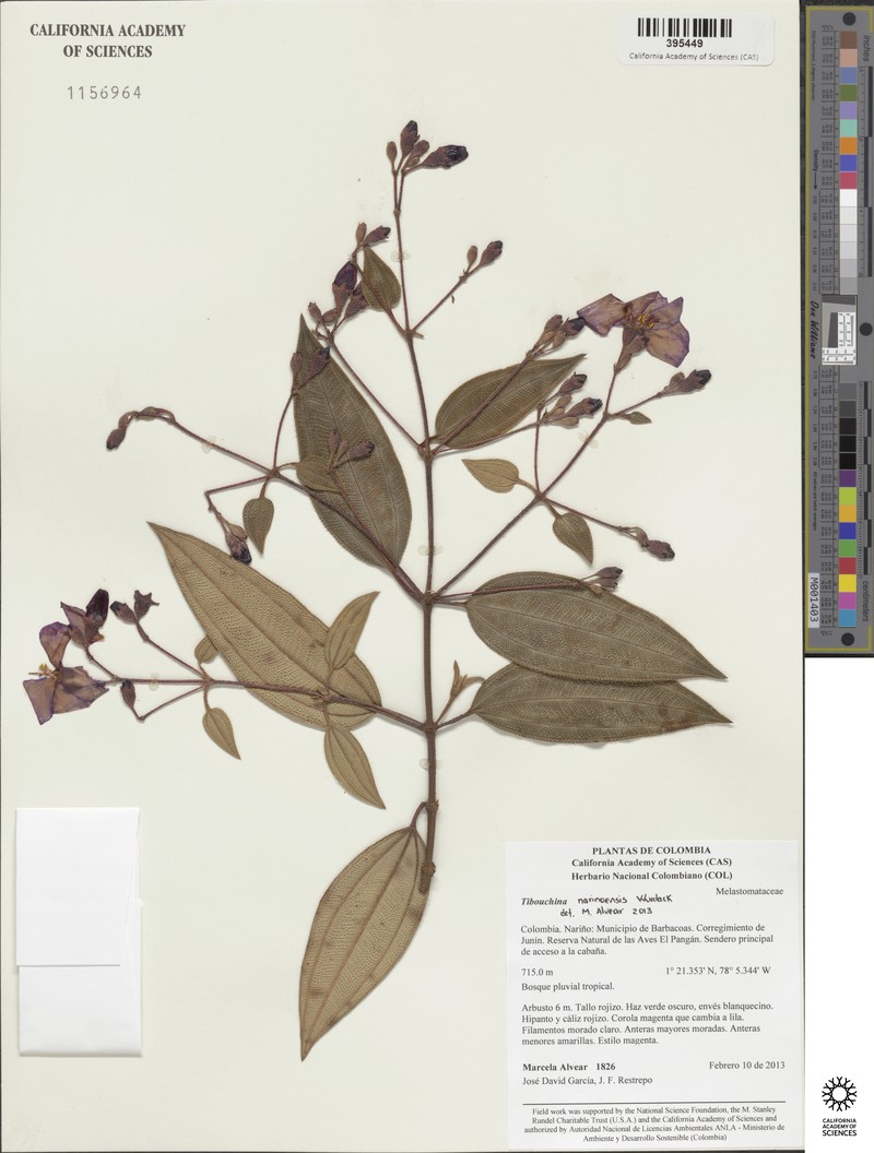 Andesanthus narinoensis photo 2