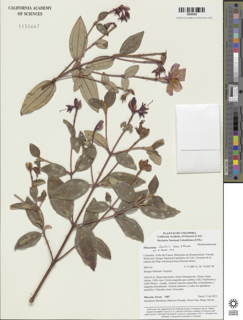 Andesanthus silvestris