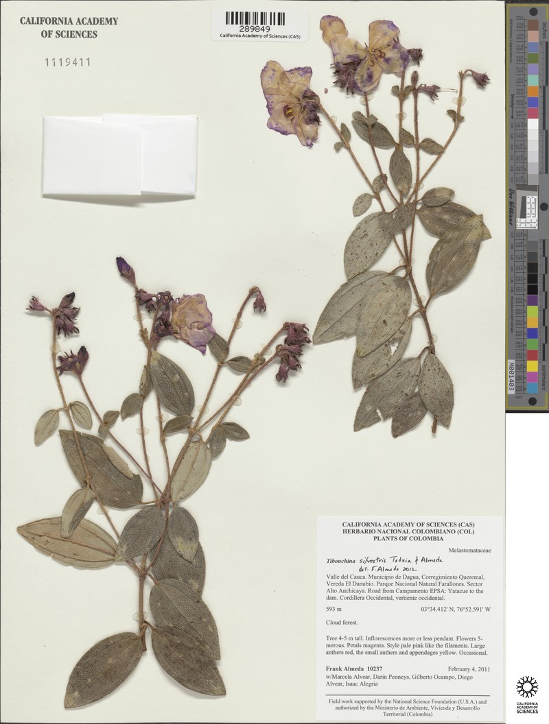 Andesanthus silvestris photo 2