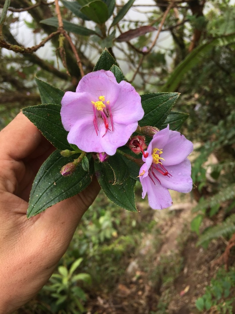 Andesanthus wurdackii