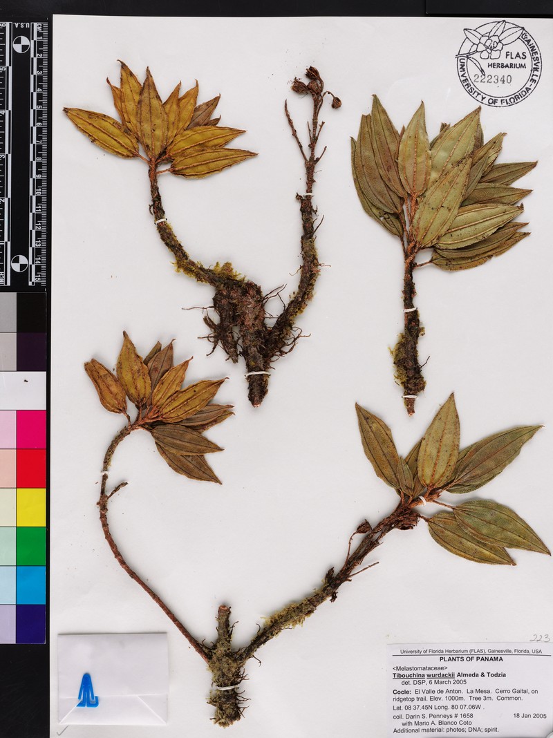 Andesanthus wurdackii