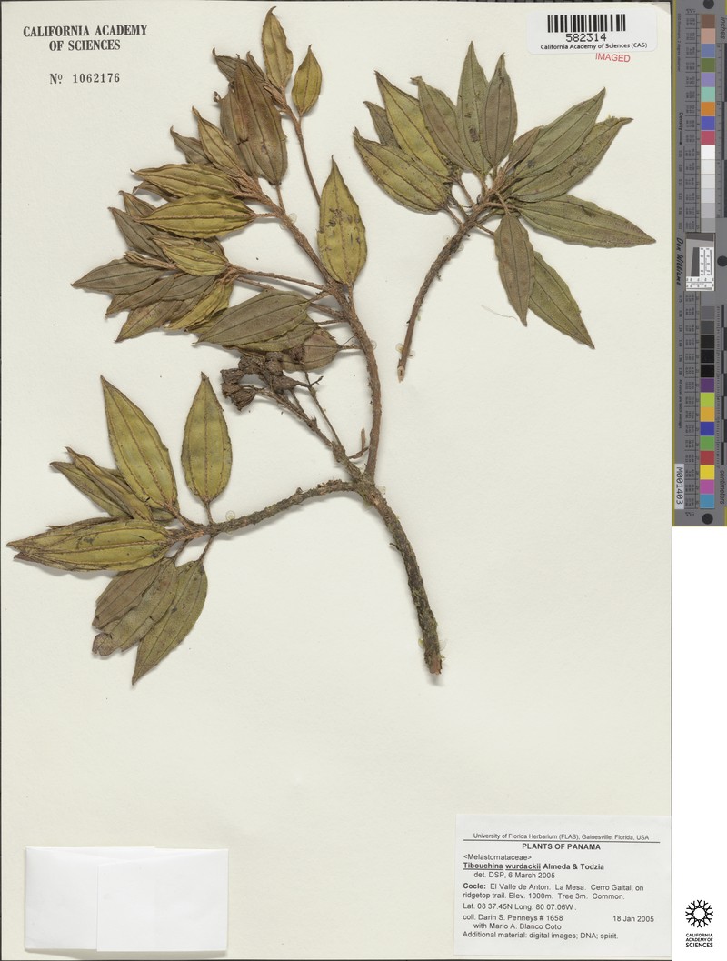 Andesanthus wurdackii photo 2