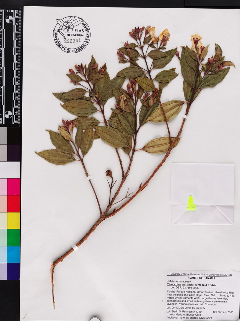 Andesanthus wurdackii photo 3