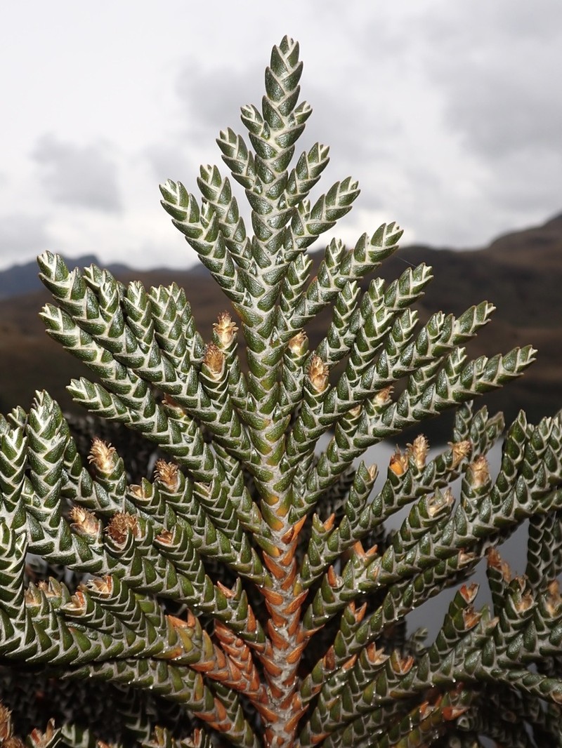 Andicolea antisanensis