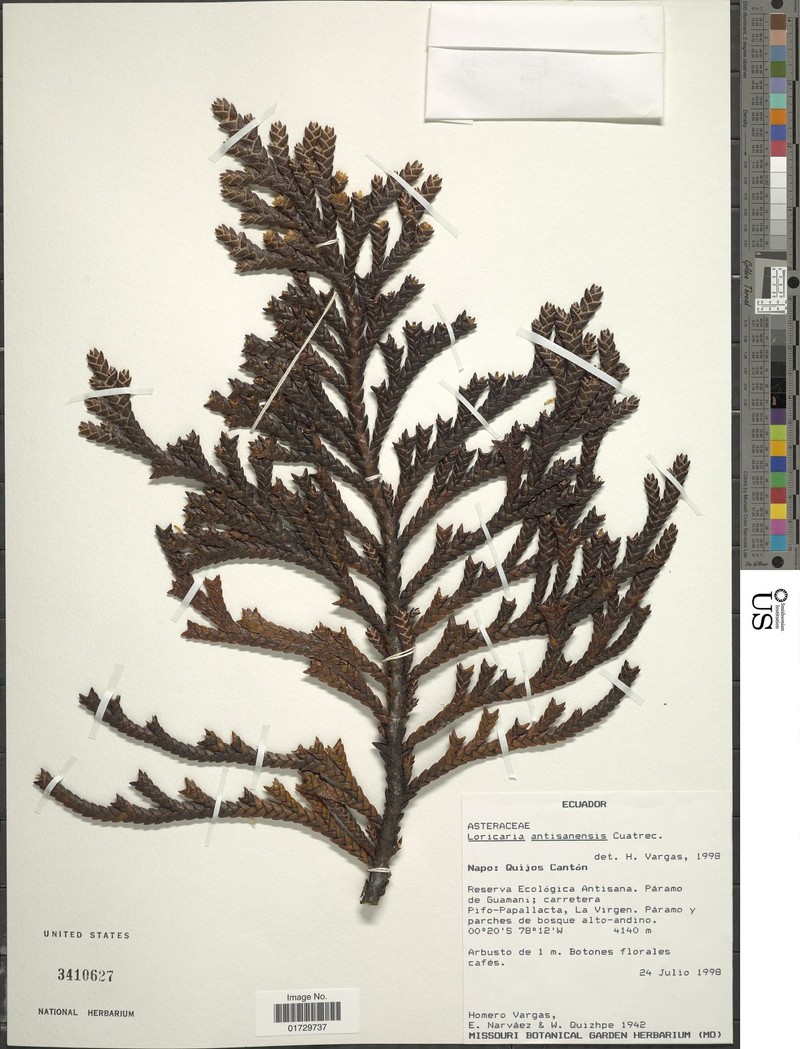 Andicolea antisanensis photo 2
