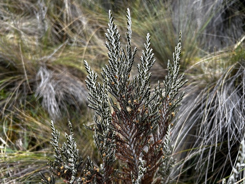 Andicolea azuayensis