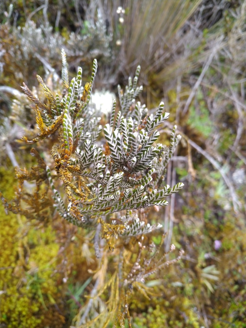 Andicolea azuayensis photo 2