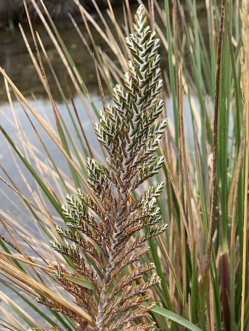 Andicolea azuayensis photo 5