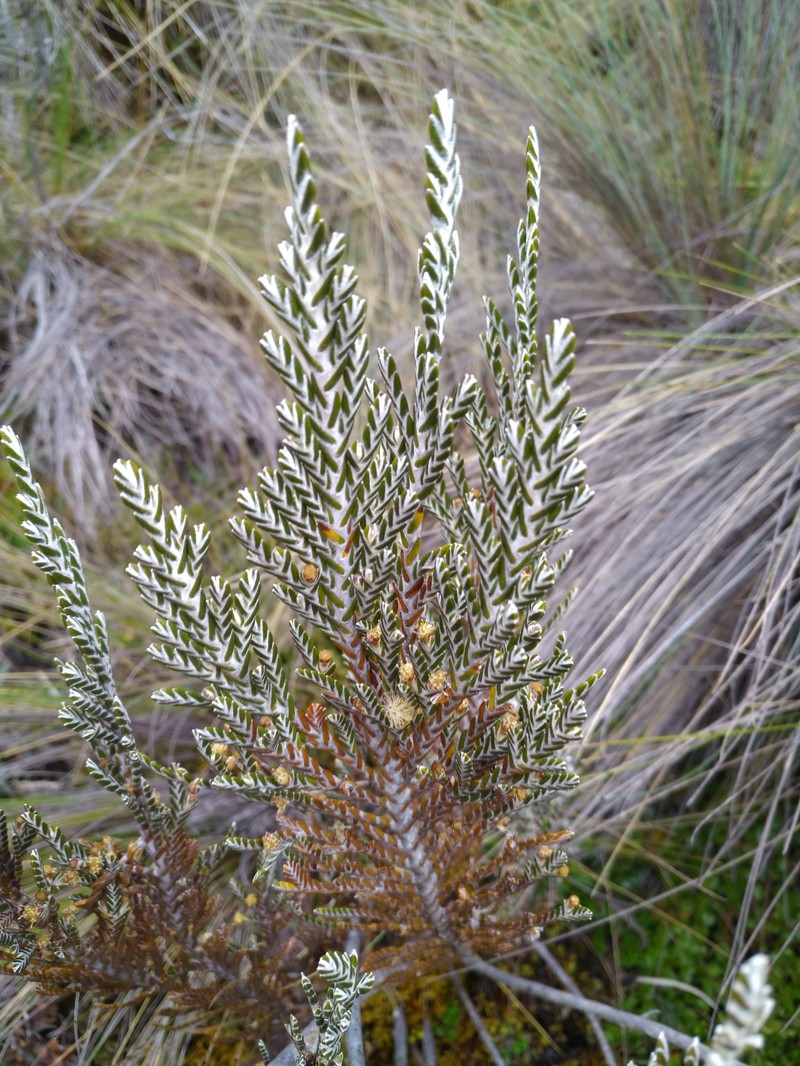 Andicolea azuayensis photo 6