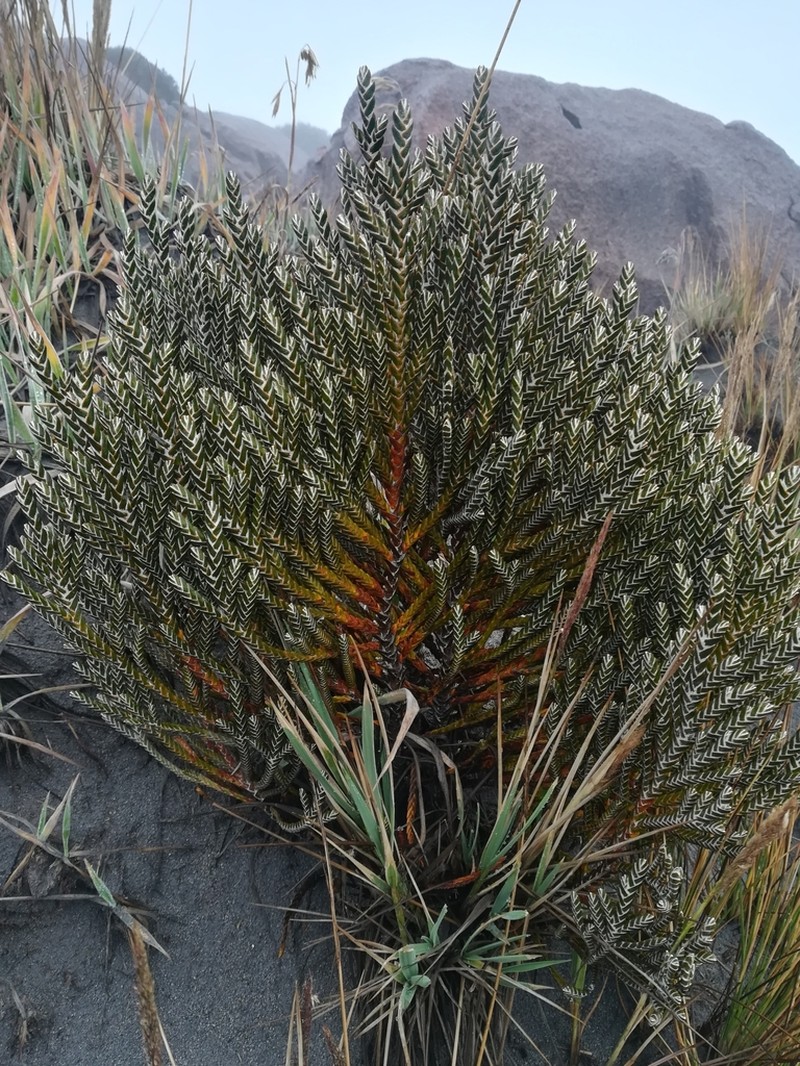 Andicolea colombiana