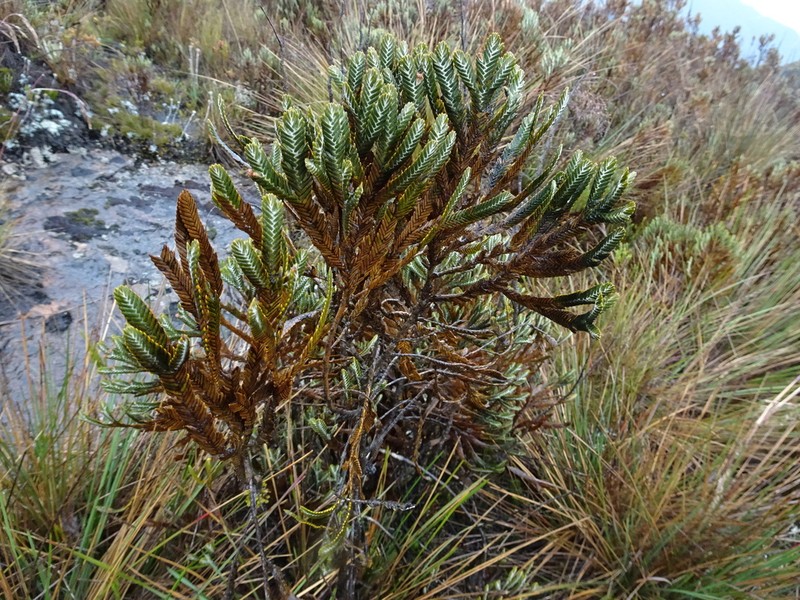 Andicolea complanata photo 2