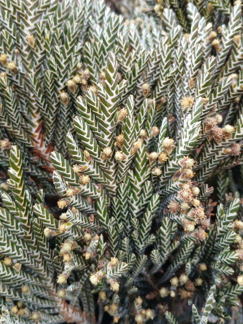 Andicolea complanata photo 3
