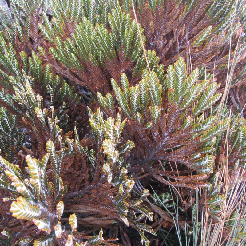 Andicolea complanata photo 4