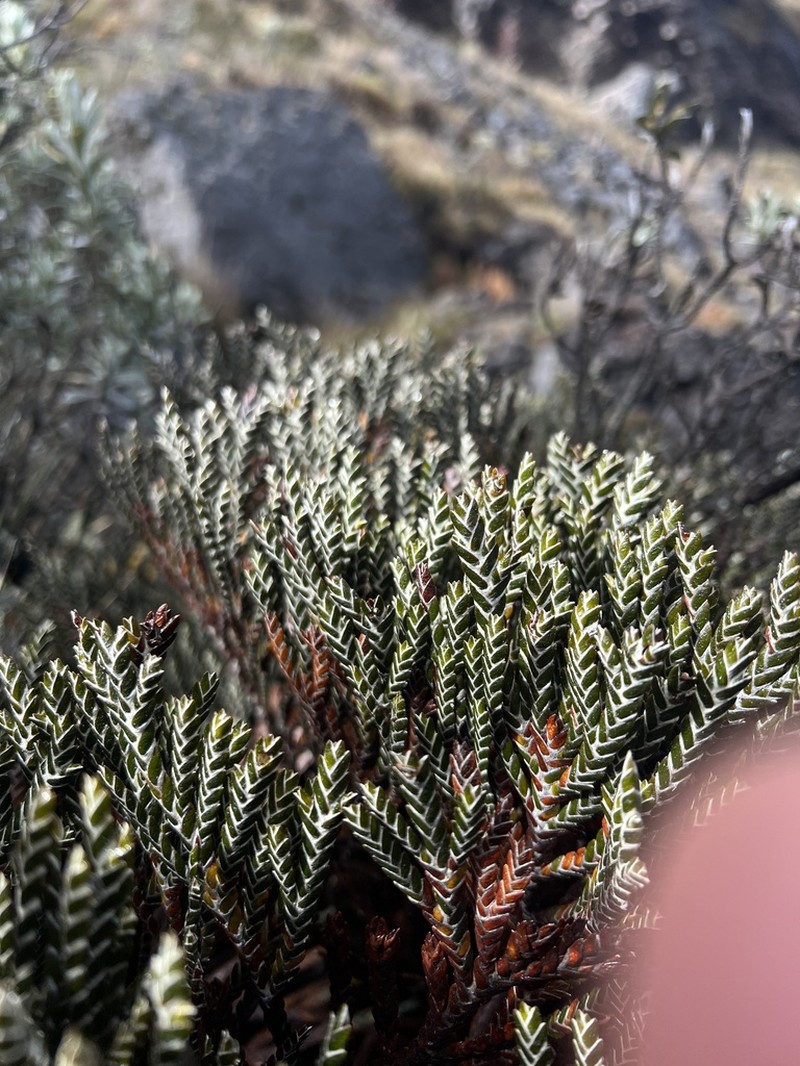 Andicolea complanata photo 5