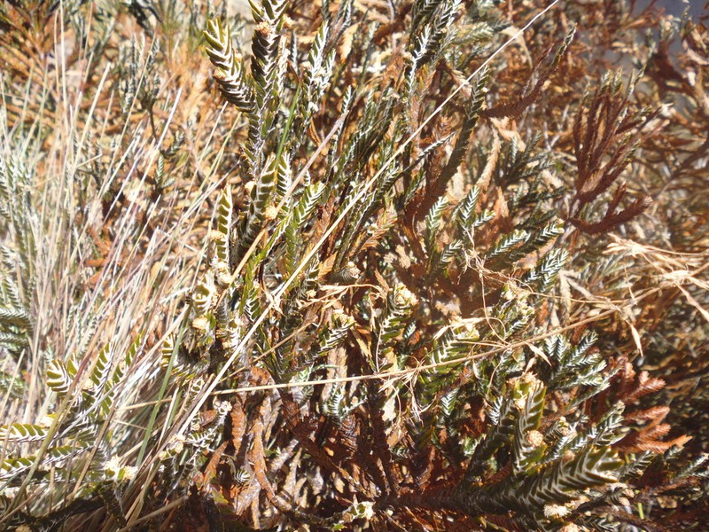 Andicolea complanata photo 6