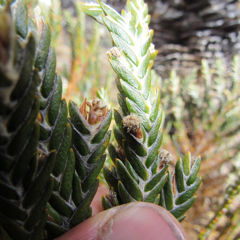 Andicolea complanata photo 7