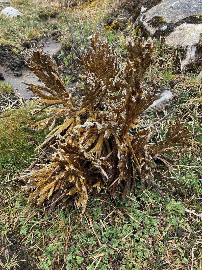 Andicolea complanata photo 8