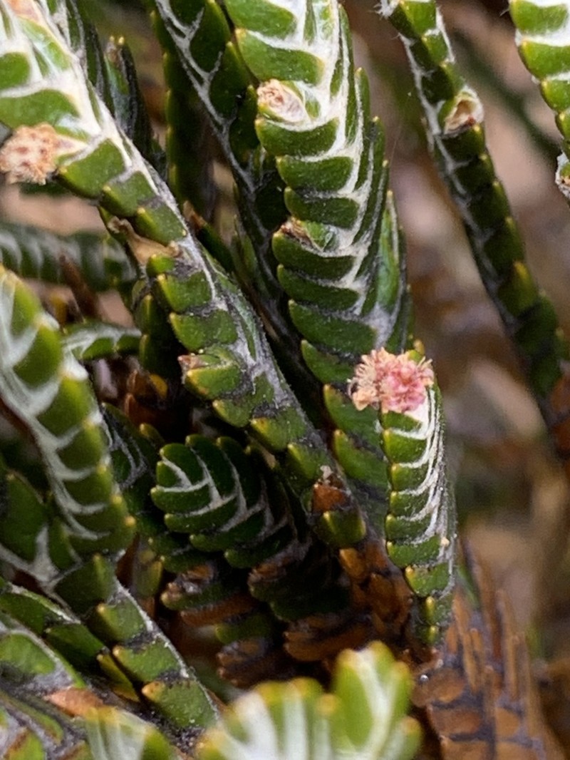 Andicolea complanata