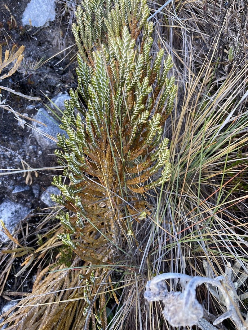 Andicolea complanata photo 2