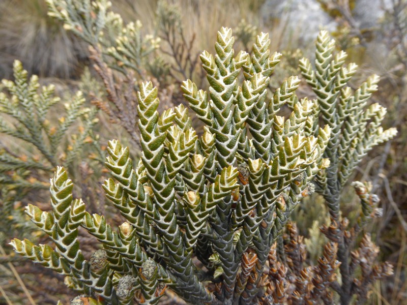 Andicolea ferruginea photo 2