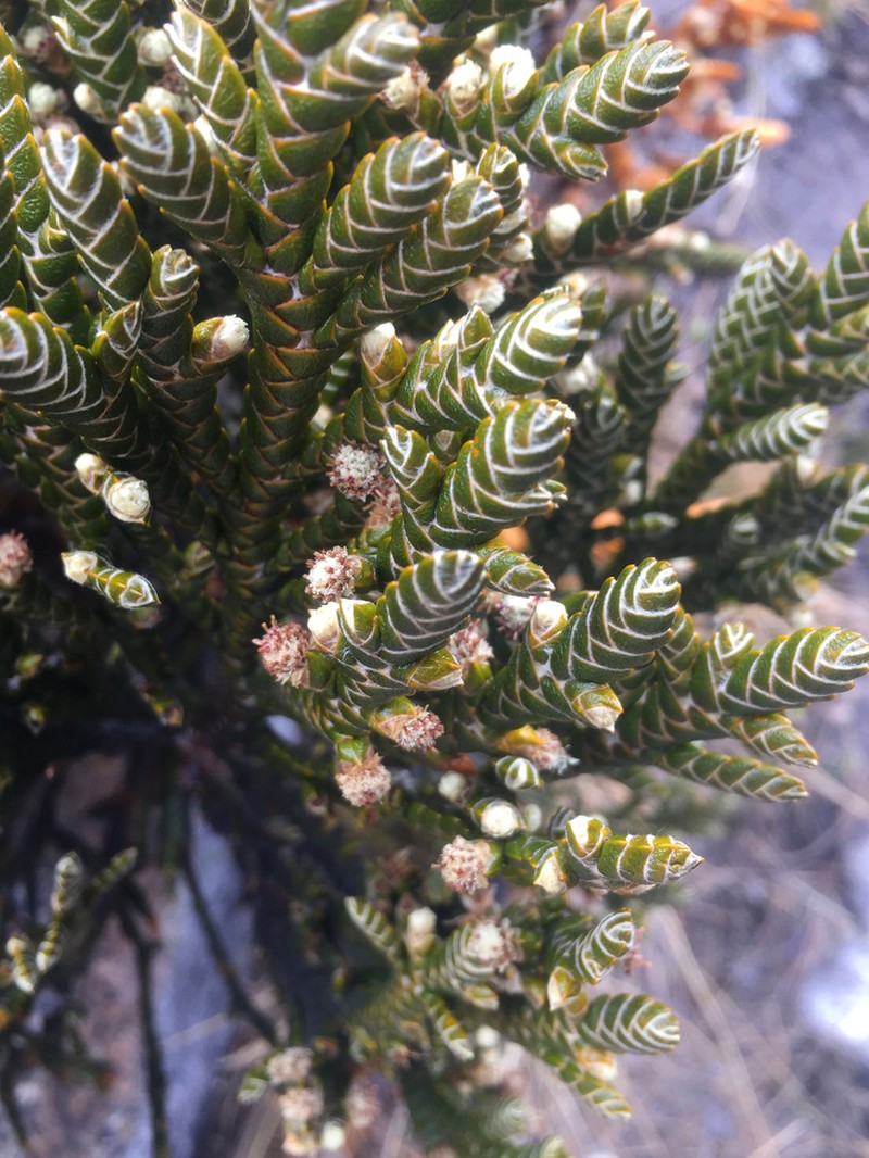 Andicolea ferruginea photo 3