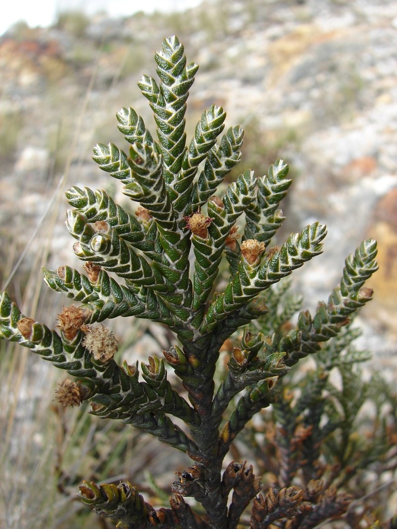 Andicolea ferruginea photo 4