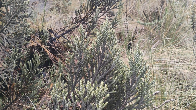 Andicolea ferruginea photo 5