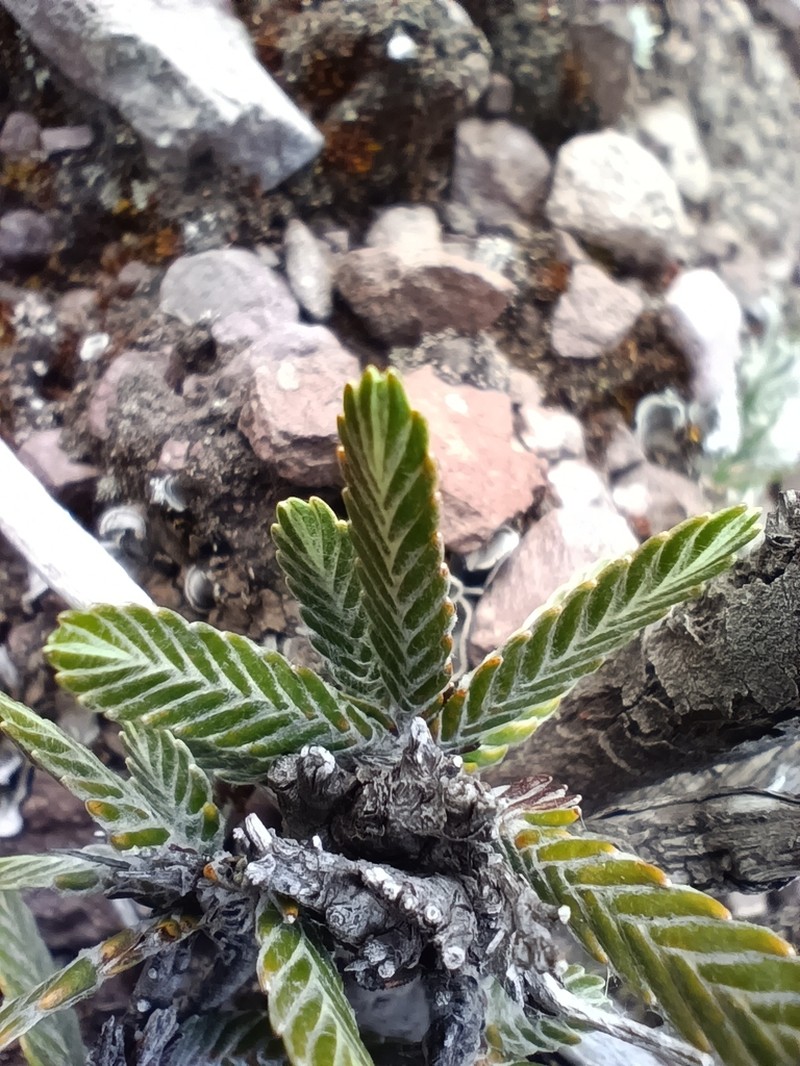 Andicolea ferruginea photo 6